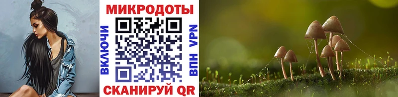 Псилоцибиновые грибы Psilocybe  Кызыл 